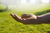 Gros plan de la main mâle exploitant la récolte de noix — Photo de stock