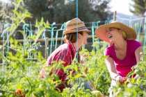 Две молодые садовницы смеются, ухаживая за помидорами на органической ферме. — стоковое фото