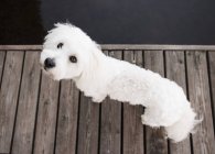 Coton de tulear dog looking up from lake pier — Stock Photo