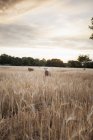 Schafe weiden im Weizenfeld bei Sonnenuntergang — Stockfoto