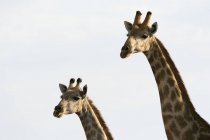Due giraffe nel parco nazionale del coro, Botswana — Foto stock