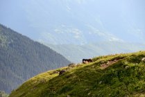 Сельский пейзаж Кавказа в дневное время, Сванетия, Грузия — стоковое фото