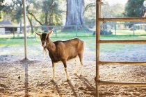 Pâturage de chèvres en enclos de ferme — Photo de stock