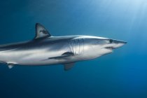 Side view of shark swimming under water — Stock Photo