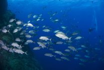 Grand groupe de poissons scolarisés sous l'eau — Photo de stock