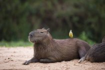 Великий kiskadee птах, сидячи на милі capybara — стокове фото
