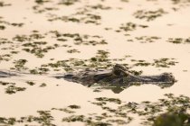 Yacare caiman nadando en aguas de humedales, Pantanal, Mato Grosso, Brasil - foto de stock