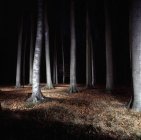 Árvores na floresta iluminadas — Fotografia de Stock