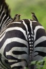 Red-billed oxpeckers on burchells zebra back, Lake Nakuru National Park, Quénia, África — Fotografia de Stock