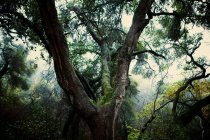 Árvore musgosa crescendo na floresta — Fotografia de Stock