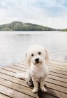 Retrato de bonito cotão de tulear cão sentado no cais, Orivesi, Finlândia — Fotografia de Stock