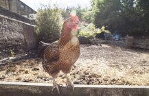 Retrato de pollo en granja ecológica - foto de stock