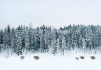 Neve coberto de árvores e prados — Fotografia de Stock