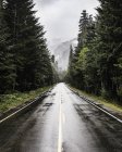 Estrada molhada que se estende através de bosques de pinho — Fotografia de Stock