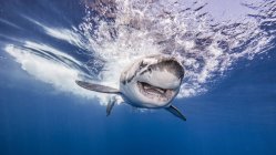 Grande tubarão branco nadando debaixo d 'água — Fotografia de Stock
