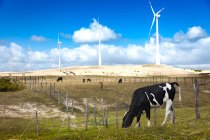 Vacas que pastam no campo e em turbinas eólicas distantes — Fotografia de Stock