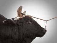 Toro legato alla corda con piercing al naso — Foto stock
