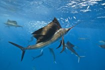 Unterwasser-Ansicht einer Gruppe von Segelfischen, die Sardinenschwärme an der Oberfläche bedrängen, Contoy Island, Quintana Roo, Mexiko — Stockfoto