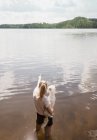 Mulher em pé no lago carregando cotão de tulear dog, Orivesi, Finlândia — Fotografia de Stock