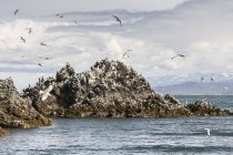 Seagulls flying around rock formation in sunlight — Stock Photo