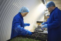 Vue latérale des travailleurs portant des salopettes et des filets à cheveux travaillant sur la chaîne de production, emballage des légumes — Photo de stock