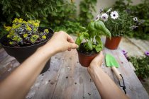 Standpunkt Aufnahme von Händen, die Basilikumpflanze halten — Stockfoto