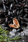Bed of Mediterranean mussels — Stock Photo