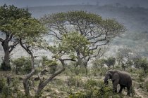 Дикий африканский слон ест листья, парк Глуве-Имфолози, Южная Африка — стоковое фото