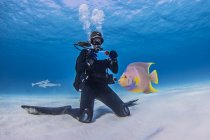 Mergulhador fotografando peixes Rainha Anjo Juvenil, vista subaquática — Fotografia de Stock