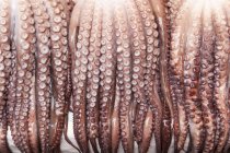 Fila de tentáculos de calamar colgados, primer plano, Corea - foto de stock