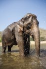 Слон в реке в парке — стоковое фото