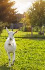 Цікава біла коза на зеленому полі на сонячному світлі — стокове фото