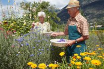 Pessoas mais velhas colhendo flores no campo — Fotografia de Stock