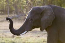 Один большой африканский слон (Loxodonta africana), концессия Квая, дельта Окаванго, Ботсвана — стоковое фото