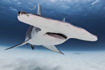 Grande tubarão-martelo, vista subaquática — Fotografia de Stock