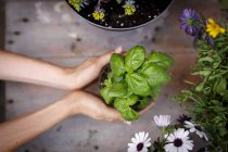 High angle view of hands holding basil plant — Stock Photo