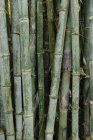 Bambu, Chiang Dao, Tailândia — Fotografia de Stock