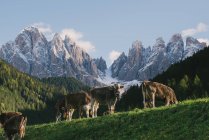 Vaches broutant au champ à Santa Maddalena, Val di Funes, vallée de Funes, Alpes Dolomites, Italie — Photo de stock