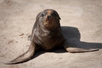 Hookers sea lion on beach — Stock Photo