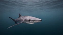 Blue Shark swimming under water — Stock Photo