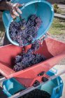Женщина заливая ведро винограда в destemmer, Quartucciu, Сардиния, Италия — стоковое фото