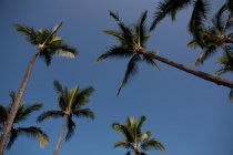 Зніміть дерева пальми проти синього неба — стокове фото