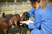 Работники фермы ухаживают за козами на ферме — стоковое фото