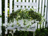 Садова рослина з зеленим листям у рослинному горщику на складному стільці — стокове фото