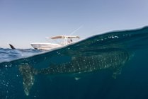 Tubarão-baleia ou rincodon typus alimentando-se na superfície, vista subaquática, Isla Mujeres, México — Fotografia de Stock