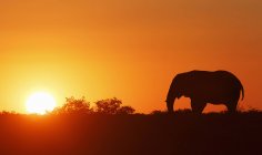 Silhouette eines Elefanten am lebhaften Himmel bei Sonnenuntergang — Stockfoto