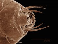 Scanning electron micrograph of hog louse — Stock Photo