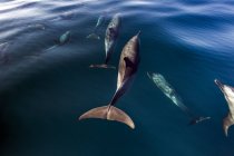Pod of Pantropical Dolphins Breaching for air, Port St. Johns, Sudáfrica - foto de stock