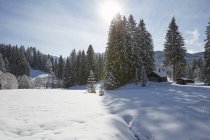 Árvores de abeto e cabana de madeira na paisagem coberta de neve, Elmau, Baviera, Alemanha — Fotografia de Stock