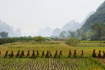 Campo de arroz en la cosecha - foto de stock